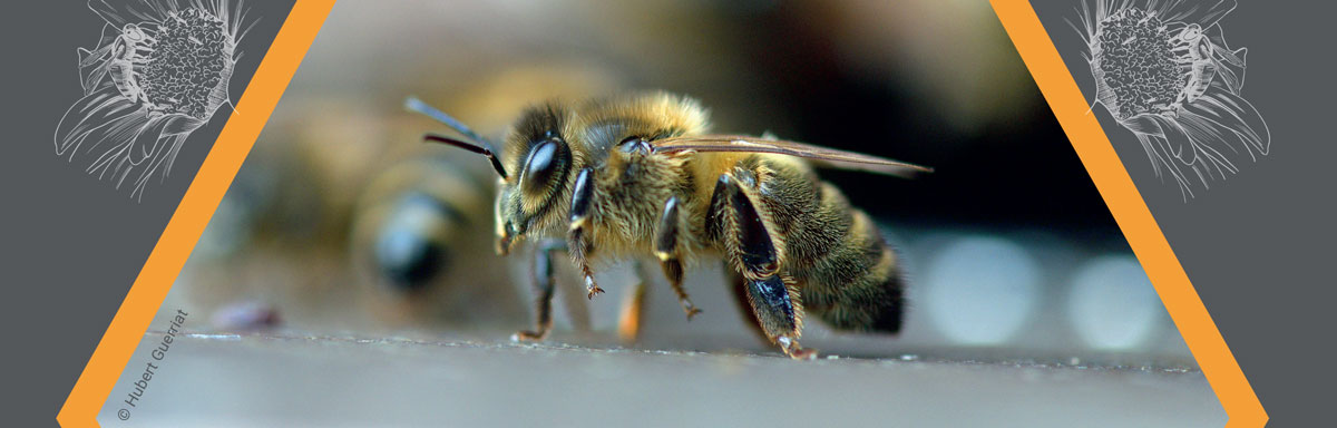 abeille-noire