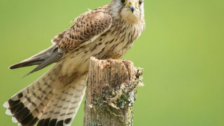 oiseau