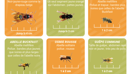 identification-des-insectes