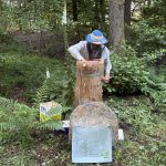 10 nouvelles colonies d’abeilles noires installées cet été