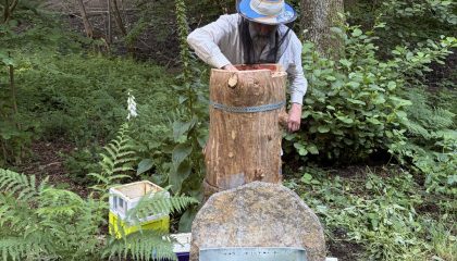 10 nouvelles colonies d’abeilles noires installées cet été